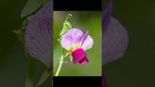 Lathyrus odoratus commonly called sweet pea is a bushy or climbing annual that features flowers [upl. by Adnilram255]