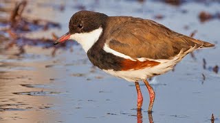 Redkneed Dotterel A documentary [upl. by Daloris420]