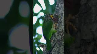 පොළොස් කොට්ටෝරුවා Brown Headed Barbet srilanka birds nature wildlife birdslover animals lo [upl. by Egres]