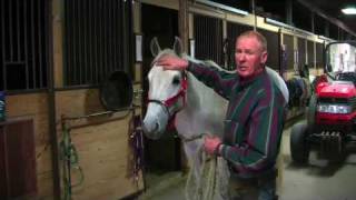 Farrier Quick Takes Red Renchin Training Horses To Stand Still For Shoeing [upl. by Latoniah947]