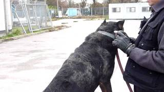 Beauceron arlequin de acs77gardiennage [upl. by Deeas]