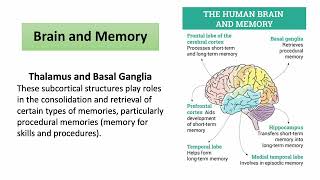 Amnesic Syndrome Presentation [upl. by Bryant766]