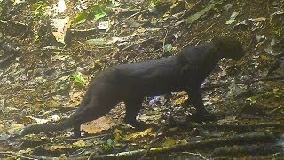 The Walking Jaguarundi  Trail Camera Trap Video Onza [upl. by Augy]