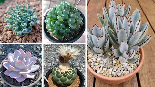 20 ESPÉCIES DE CACTOS E PLANTAS SUCULENTAS PARA IDENTIFICAÇÃO [upl. by Katzen]