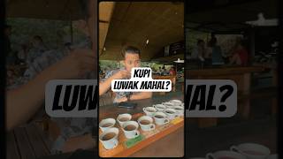 Ngopi Luwak ☕️🦊bali shorts travel [upl. by Adnilreb]