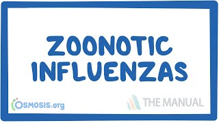 Zoonotic influenzas  causes symptoms diagnosis treatment pathology [upl. by Artemisa982]