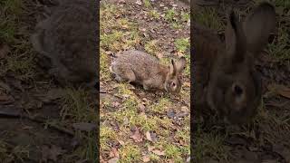 The European rabbit Oryctolagus cuniculus [upl. by Naujid]