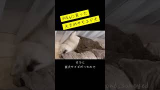 【サモエド🐻‍❄️モフモフ】赤ちゃんなのにサイズがおかしい？！ サモエド samoyed 癒し 可愛い もふもふモフモフ 犬のいる生活 愛犬 ペット [upl. by Stephania119]