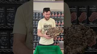 Hen of the Woods Maitake Mushrooms  One of the Best Edible Mushrooms [upl. by Sproul218]