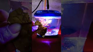 best medicine for beta fishbetafishtankaquarium fishmedicinefishaquarium petanimals [upl. by Ramar]