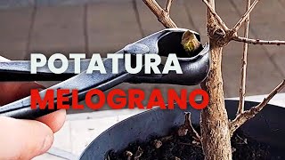 POTATURA del mio MELOGRANO DA TALEA [upl. by Maurizio]