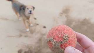 Padstow beach dog 🐕 [upl. by Perloff]