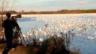 Snow geeze migration in Victoriaville Migration des oies blanches [upl. by Turrell]