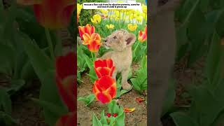 rescue lion cub from abusive parents lion animals shorts [upl. by Seedman]