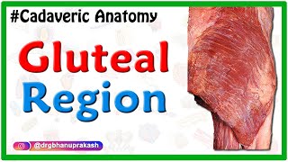 Gluteal region  Cadaveric Anatomy [upl. by Lielos]