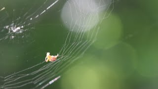 Krusta zirnkelis Araneus diadematus Cross orbweaver building its web [upl. by Marielle]