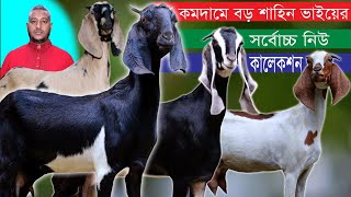 শাহিন ভাইয়ের সবচেয়ে কমদামে সর্বোচ্চ মানের খামার উপযোগী সুপার সব ছাগল  Goat Farming [upl. by Rainie]