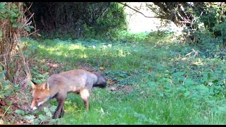 Lentraînement à la lutte de 2 faons de lannée  et [upl. by Ilahtan448]