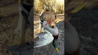 It’s the weekend SHAKE IT OFF 😂 DashCam Duck24 CabelasCanine [upl. by Anenahs90]