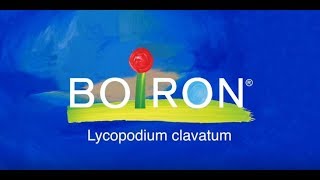 Lycopodium clavatum [upl. by Arhas473]