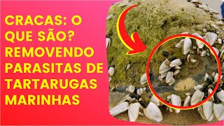 CRACAS O QUE SÃO REMOVENDO PARASITAS DA TARTARUGAS MARINHAS  TARTARUGA SOS [upl. by Shultz]