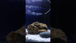 Aquarium Setup Ideas  Aquarium Setup for Oscar Fish aquarium fishtank oscarfish shortsfeed [upl. by Aitetel]