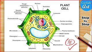 Plant Cell Diagram Drawing  Plant cell structure Labelled  Step by step [upl. by Lemuela]