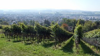 Weinberge bei Weinfelden Schweiz [upl. by Madalyn]