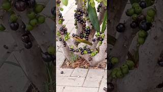 Jaboticaba paulista shortes plantas flores [upl. by Yarak]