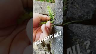 Satisfying Weed Pulling 😀 weeding satisying shorts [upl. by Drofwarc]