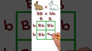 Simple Genetic Cross Example Using Punnett Squares punnettsquare genetics [upl. by Obe322]