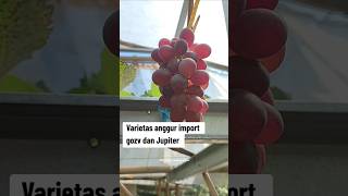 Varietas anggur import Gosv dan Jupiter fruit garden anggurimpor anggur [upl. by Licha936]