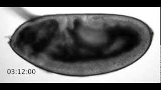 Drosophila embryogenesis from fertilization to larva hatching [upl. by Fry583]