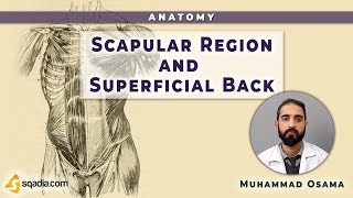 Scapular Region and Superficial Back  ScapuloHumeral Rhythm  Anatomy [upl. by Naarah322]