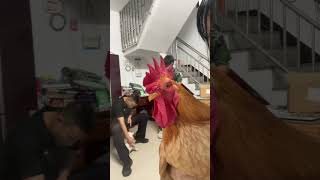 The big rooster is sick I took it to get an injection because I was afraid of the pain The fig [upl. by Giovanna]