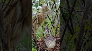 So amazing bittern bird nest birds reviewbirdnest birdhome wildlife birdnest nature [upl. by Arres122]