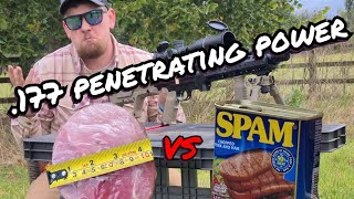 SHOOTING MEAT with an air rifle Air Arms S510T vs Gammon  Spam UK [upl. by Free403]