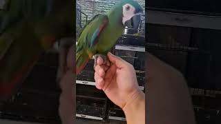 Mini macaw parrot beautiful ma sha Allah macawparrot macaw birds [upl. by Christensen]