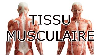 HISTOLOGIE  TISSU MUSCULAIRE  COURS DÉTAILLÉ [upl. by Vyner920]