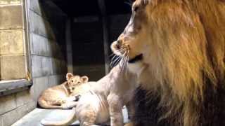 Lion Cubs Meet Dad  Cincinnati Zoo [upl. by Hughmanick]