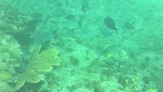 Snorkeling at Shacks Beach Isabela Puerto Rico with Blue Fish [upl. by Ardiedak853]