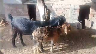 Baby Goat Sound Video In Goat Farm  Bakri Bakra Ki Awaaz [upl. by Oijile]