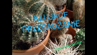 🌵KŁUJĄCE PRZESADZANIE☘️👍 [upl. by Teodoro456]