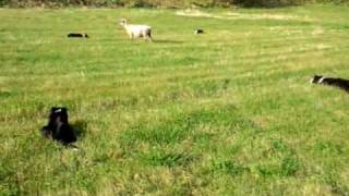 working sheepdog Border Collie in Japan 2009106a [upl. by Lunsford]