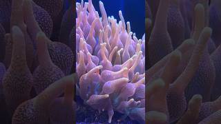 Bubble tip anemone varieties [upl. by Harbard]