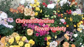 Different Types Of Chrysanthemums Varieties  chrysanthemums flower  Rewatisgarden [upl. by Yanahs]