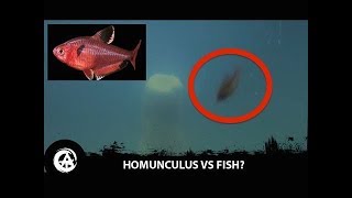 Homunculus Vs Fish What Could Go Wrong [upl. by Maria]