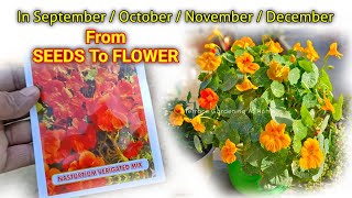 Nasturtium Plant From Seeds To Flower Update  Nasturtium Plant From Seeds How To Grow [upl. by Manard776]