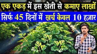 45 दिनों में किसान को अमीर बनाने वाली खेती  Dhaniya Ki Kheti Kaise Karen  Coriander Farming [upl. by Eustasius]