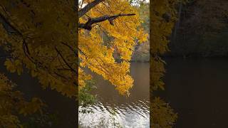 Twin Lakes Park in Fall 🍂 🍁Oct262024 virginiausa townlife [upl. by Arem]